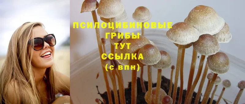 Галлюциногенные грибы Magic Shrooms  цены наркотик  Карачаевск 